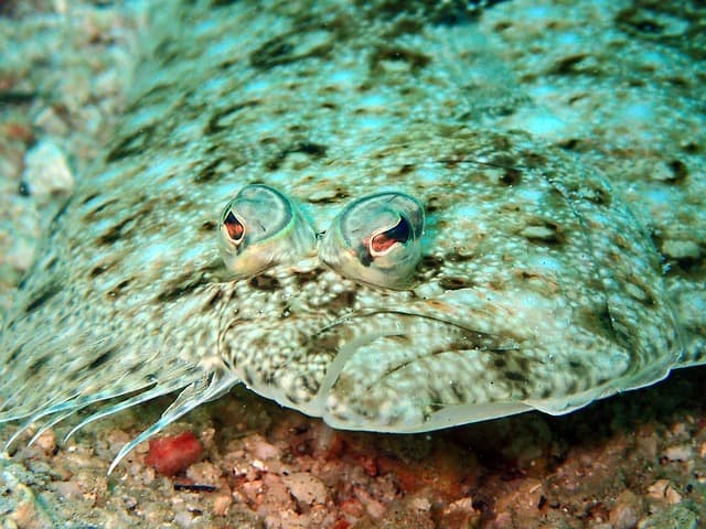 Guida all'acquisto dei migliori secondi piatti di pesce