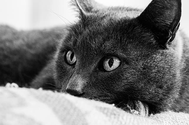 Les Meilleurs Soins pour Animaux - Guide d'Achat Complet