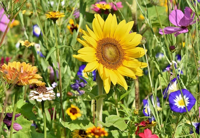 Guide d'achat jardinage biologique